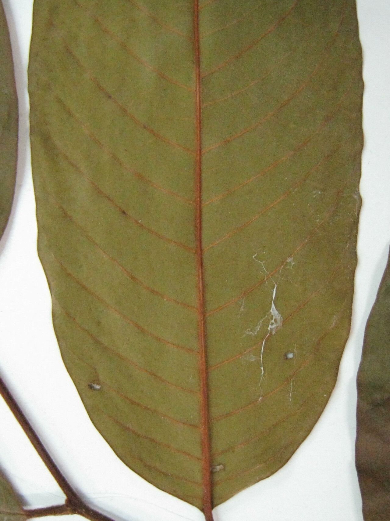 Annona sericea — search result for 'Annona'