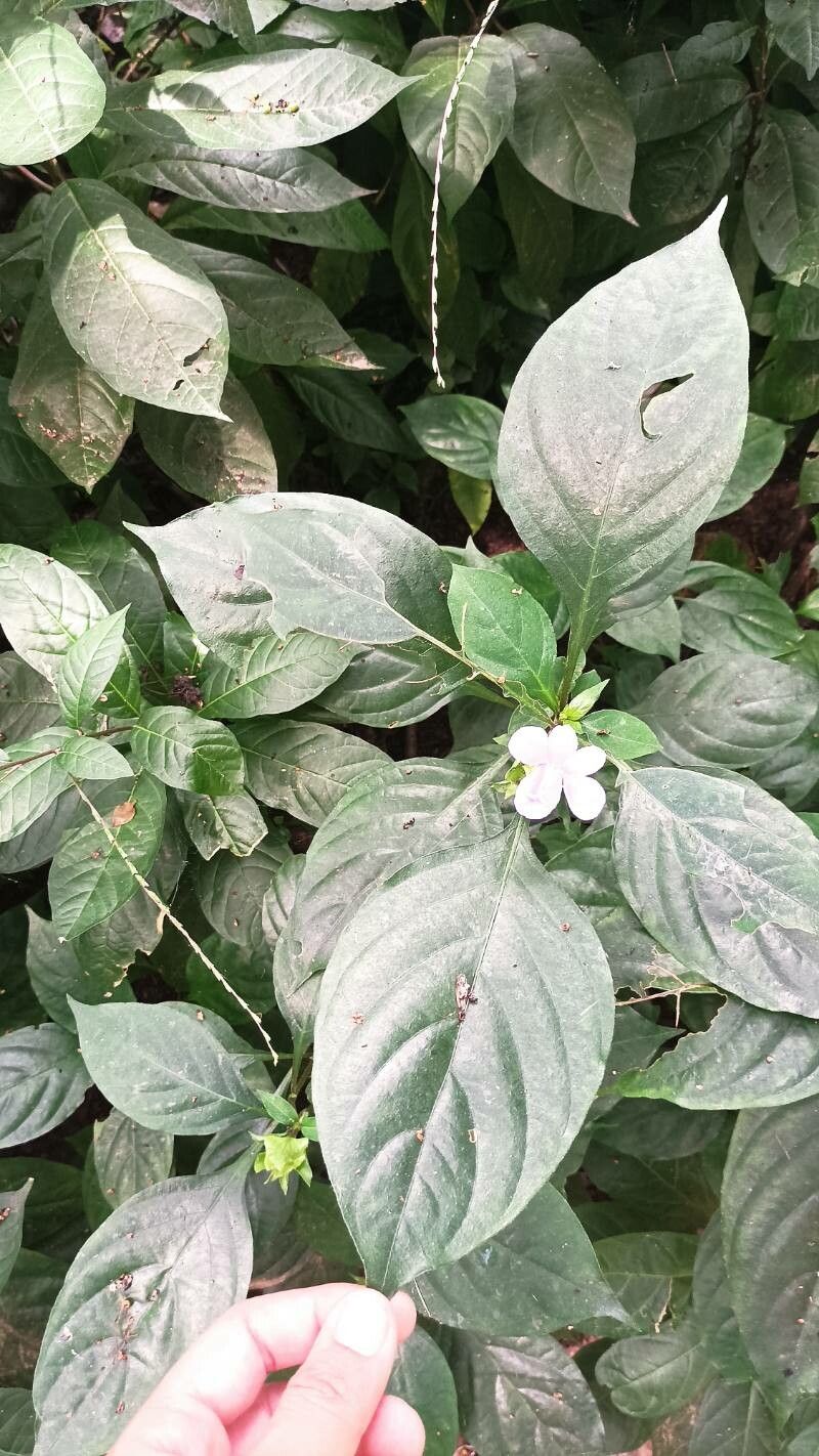 Barleria strigosa — search result for 'Acanthaceae'