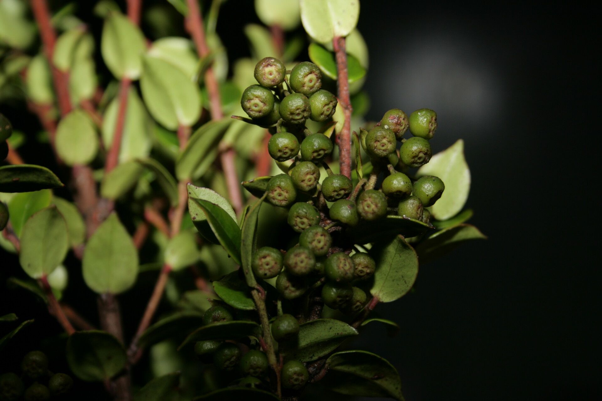 Vaccinium obedii fruit