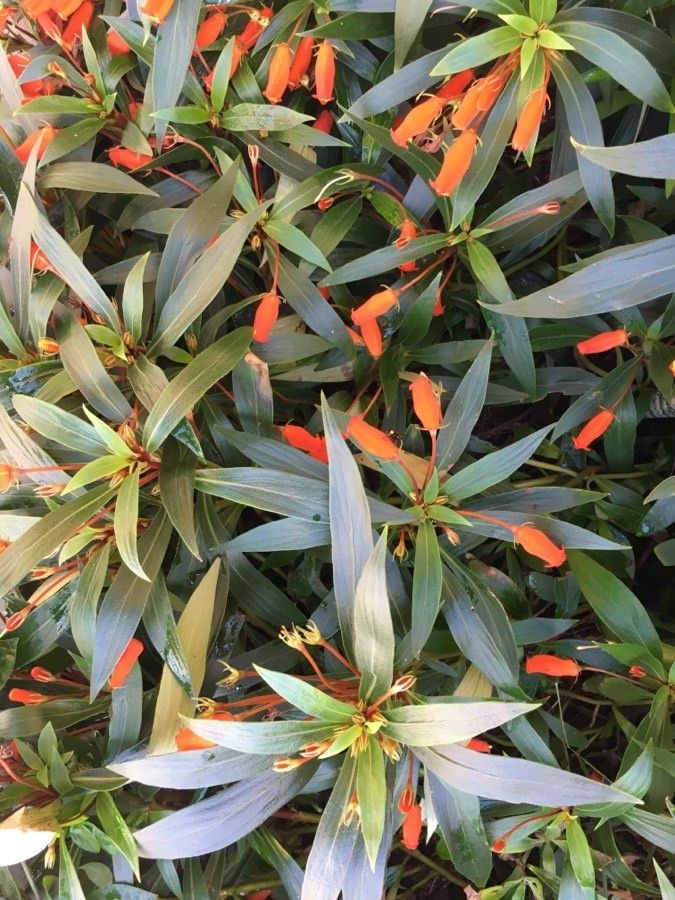 Seemannia sylvatica habit