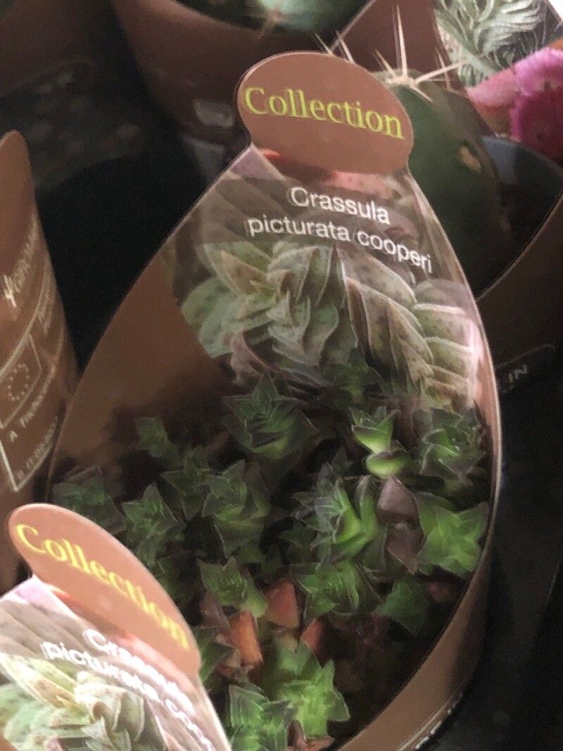 Crassula cooperi — houseplant care guide