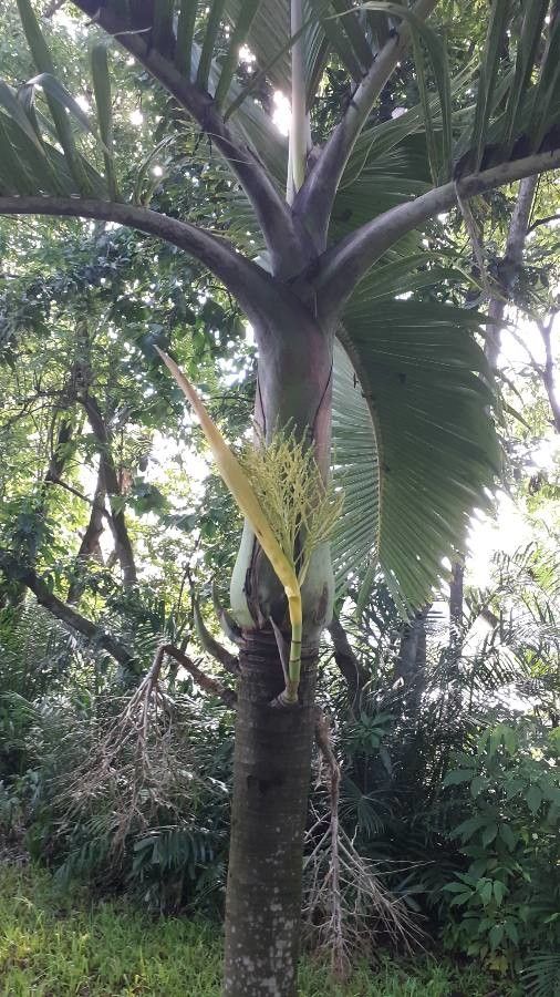 Rhopalostylis sapida flower