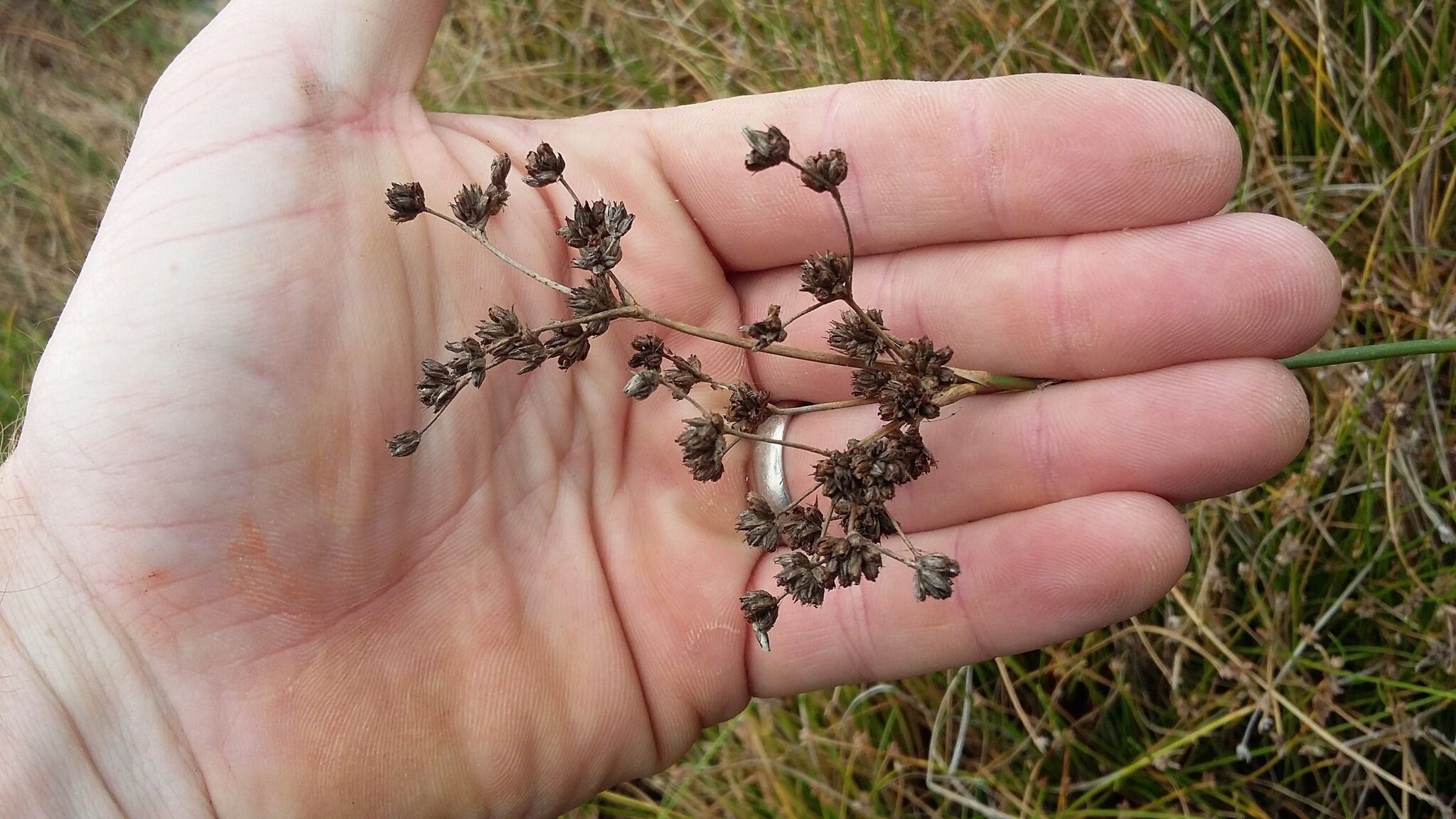 Juncus oxycarpus — search result for 'Juncus'