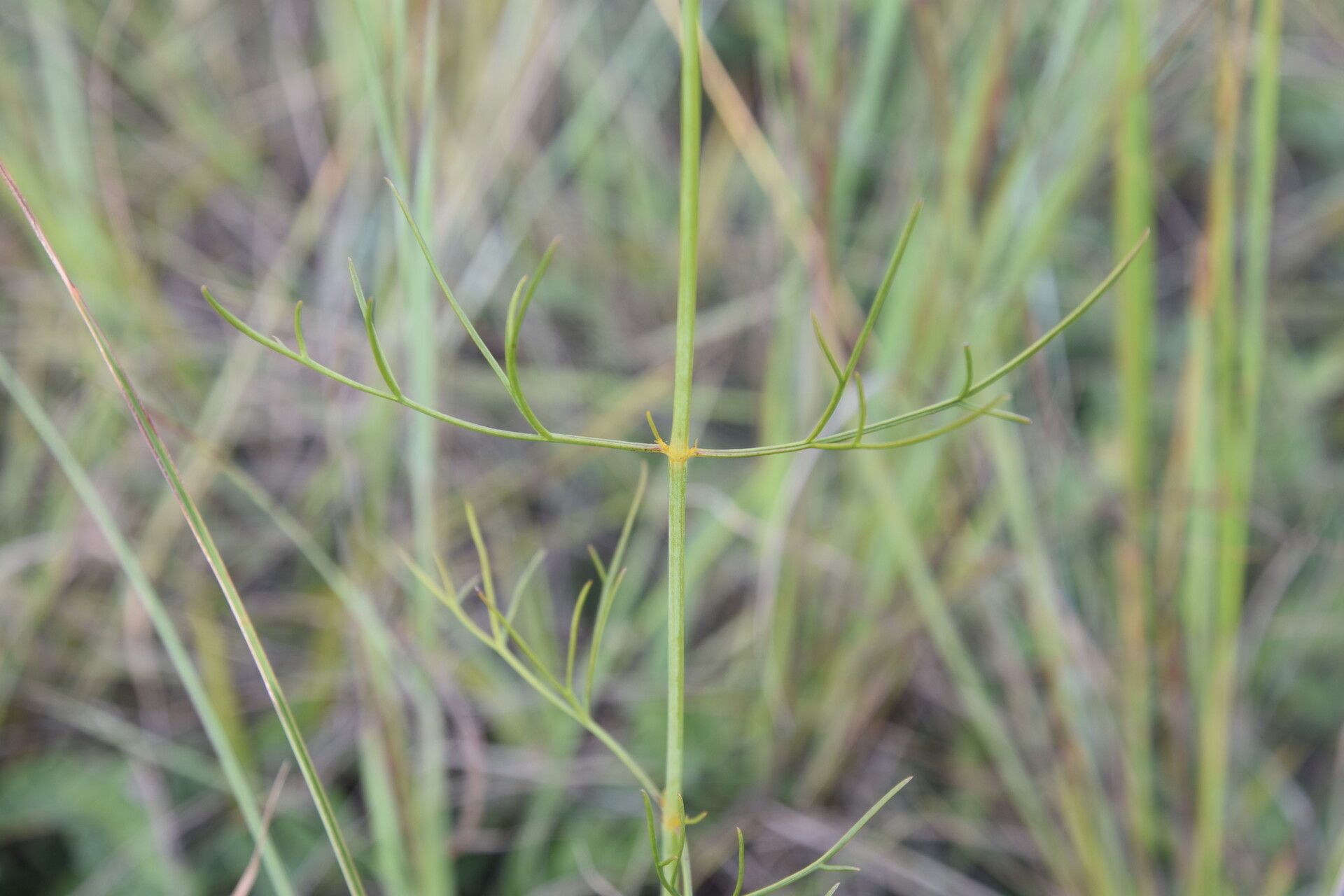Bidens acuticaulis