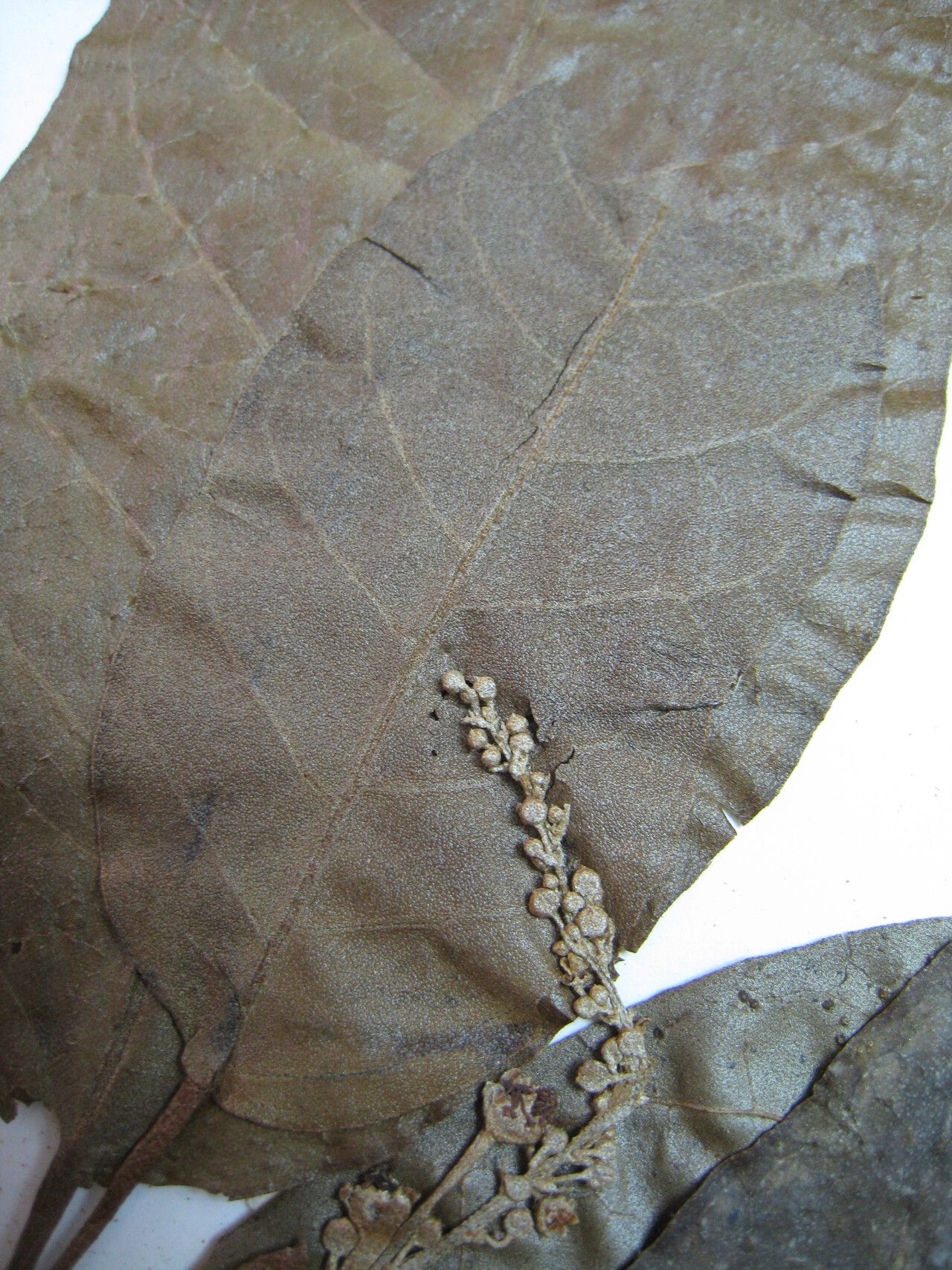 Croton schiedeanus other