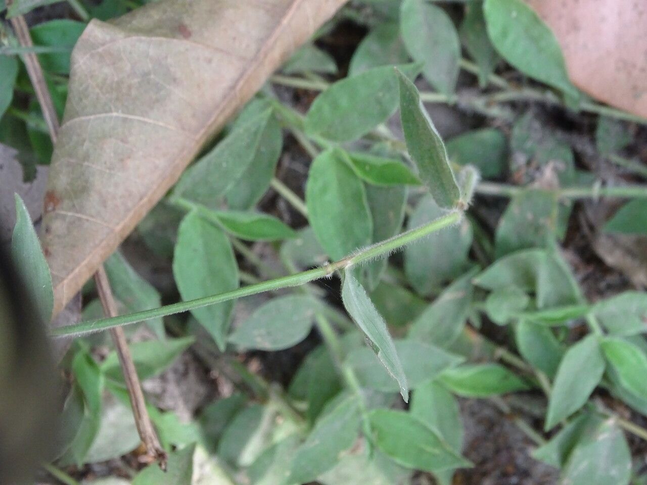 Oplismenus burmannii bark