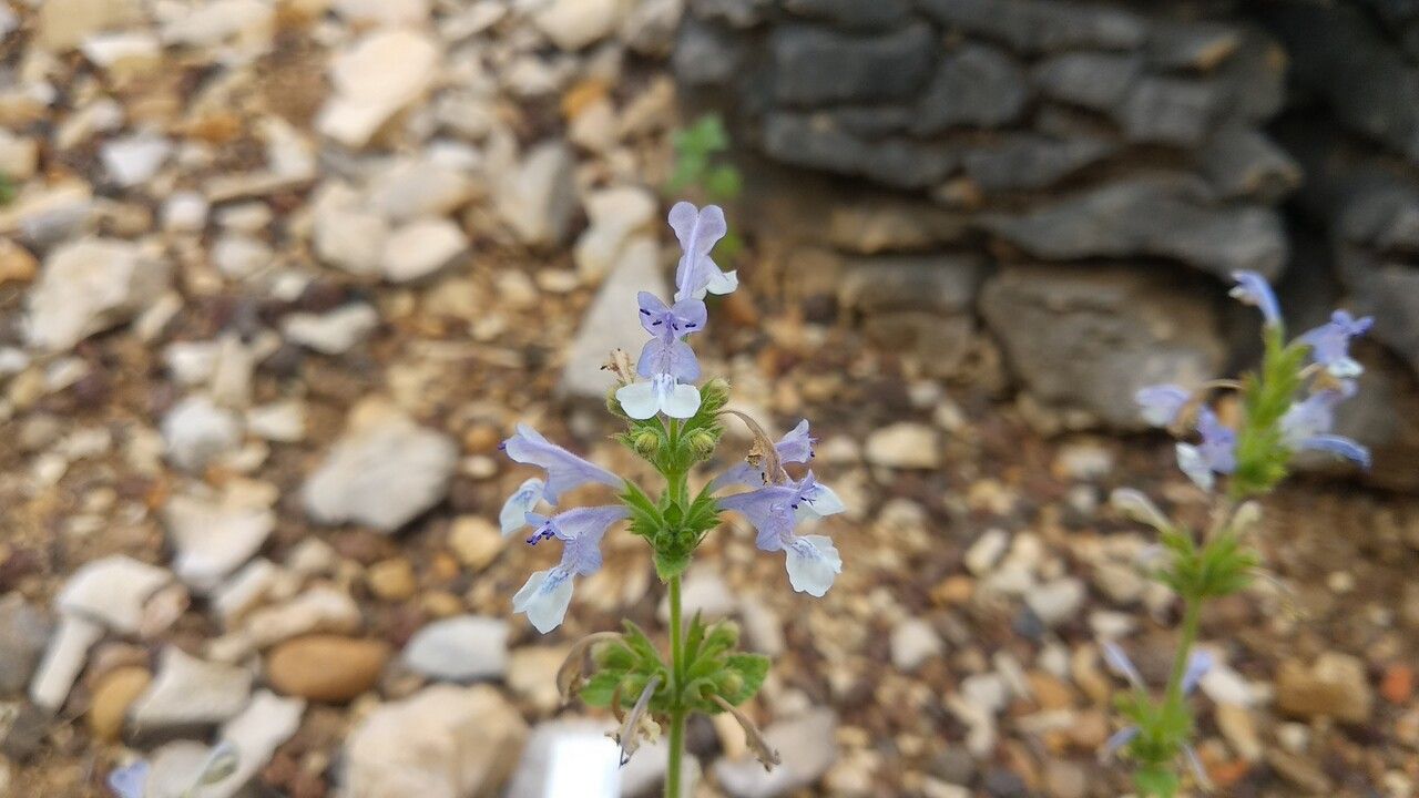 Nepeta clarkei flower