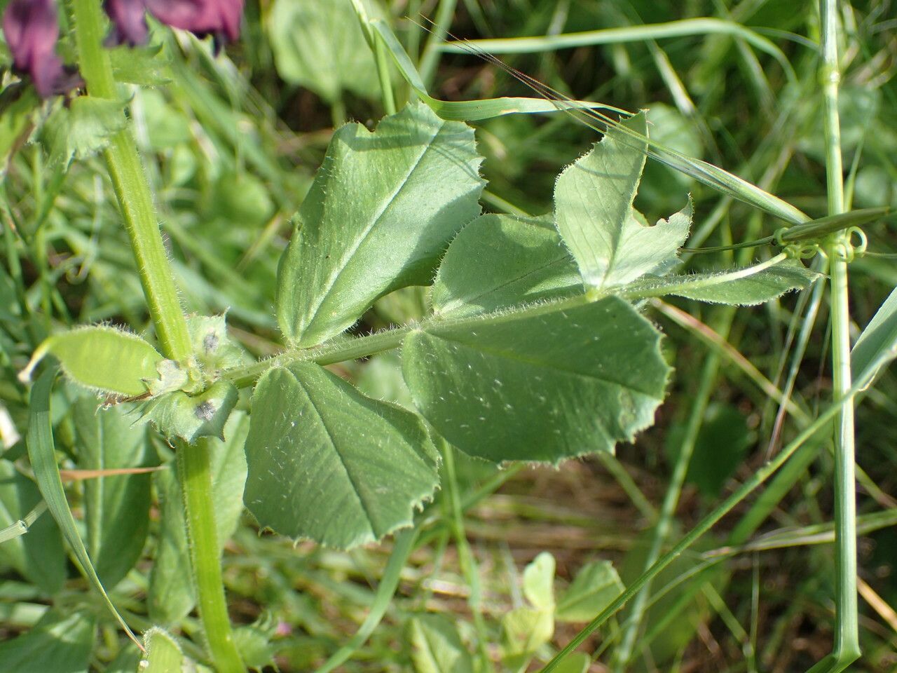 Vicia narbonensis leaf