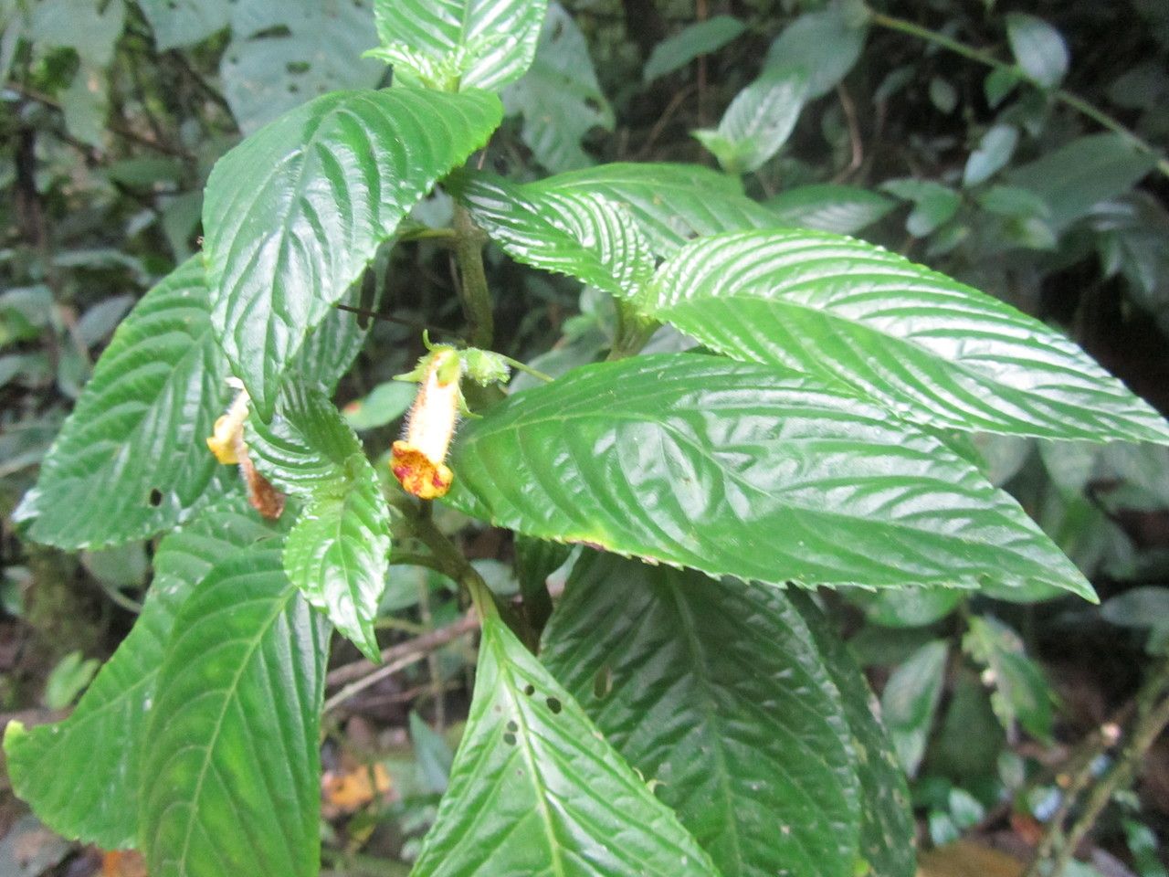 Gasteranthus wendlandianus — related species from the same genus