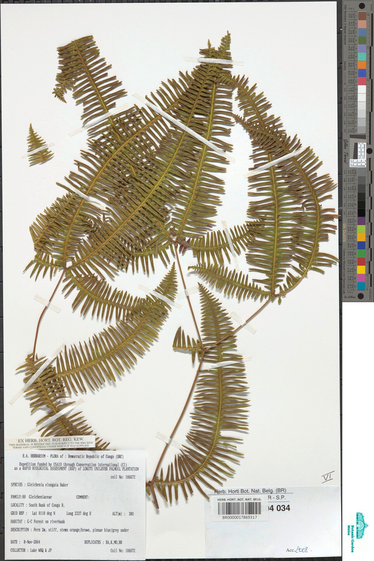 Dicranopteris elegantula — related species from the same genus