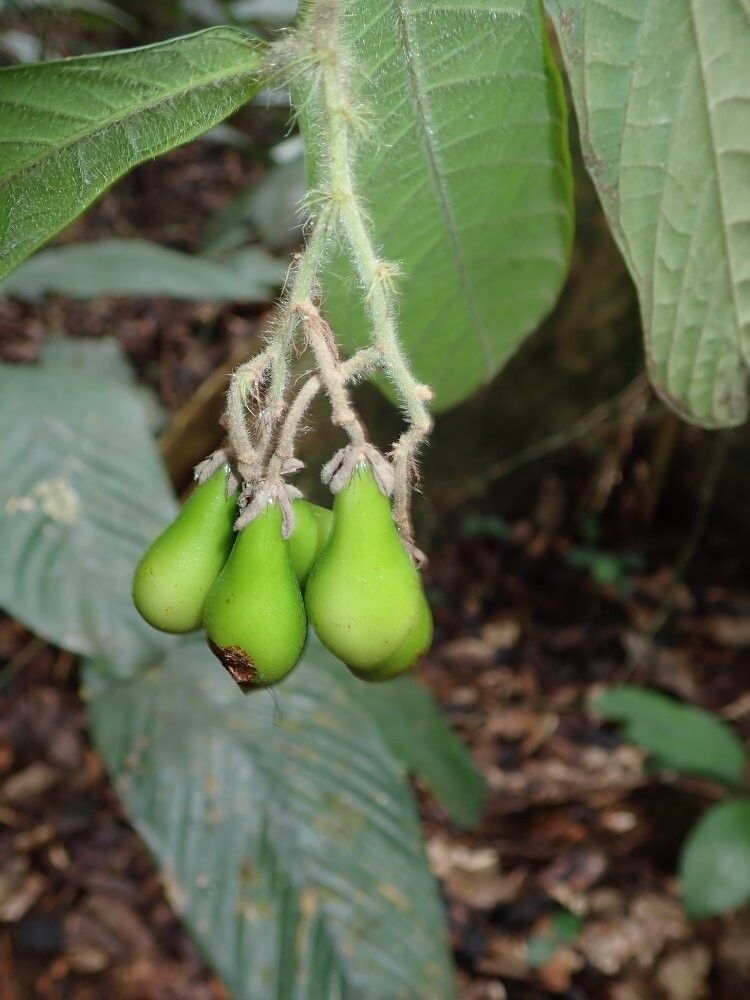 Microcos pinnatifida — houseplant care guide