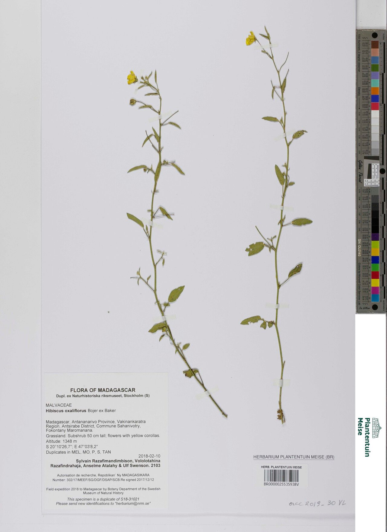 Hibiscus oxaliflorus — houseplant care guide