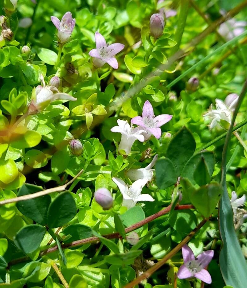 Oldenlandia salzmannii flower