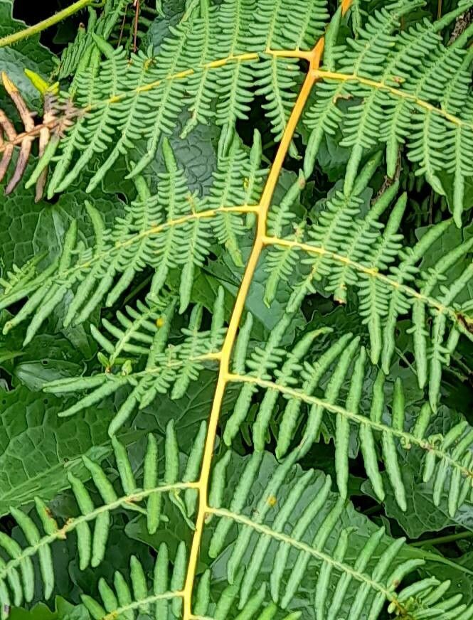 Pteridium caudatum leaf