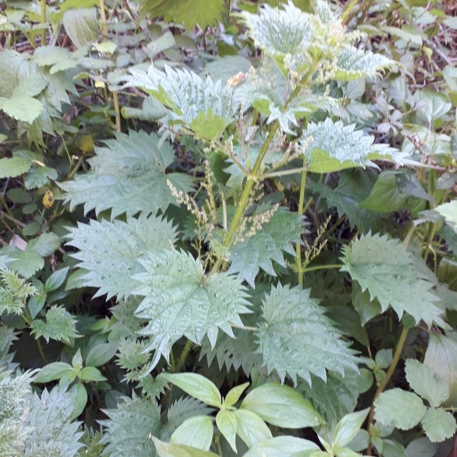 Urtica atrovirens habit