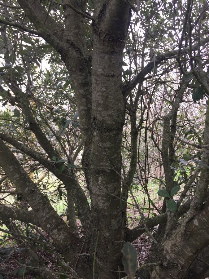 Euclea natalensis bark