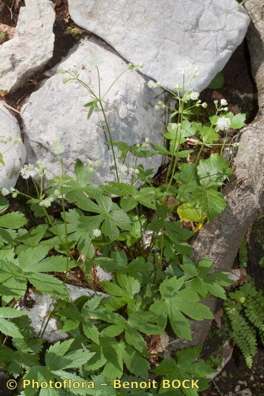 Astrantia bavarica habit