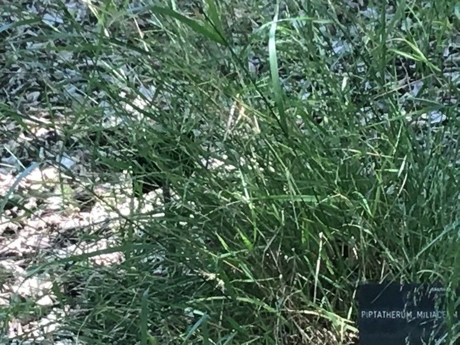 Piptatherum miliaceum