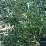 Piptatherum miliaceum