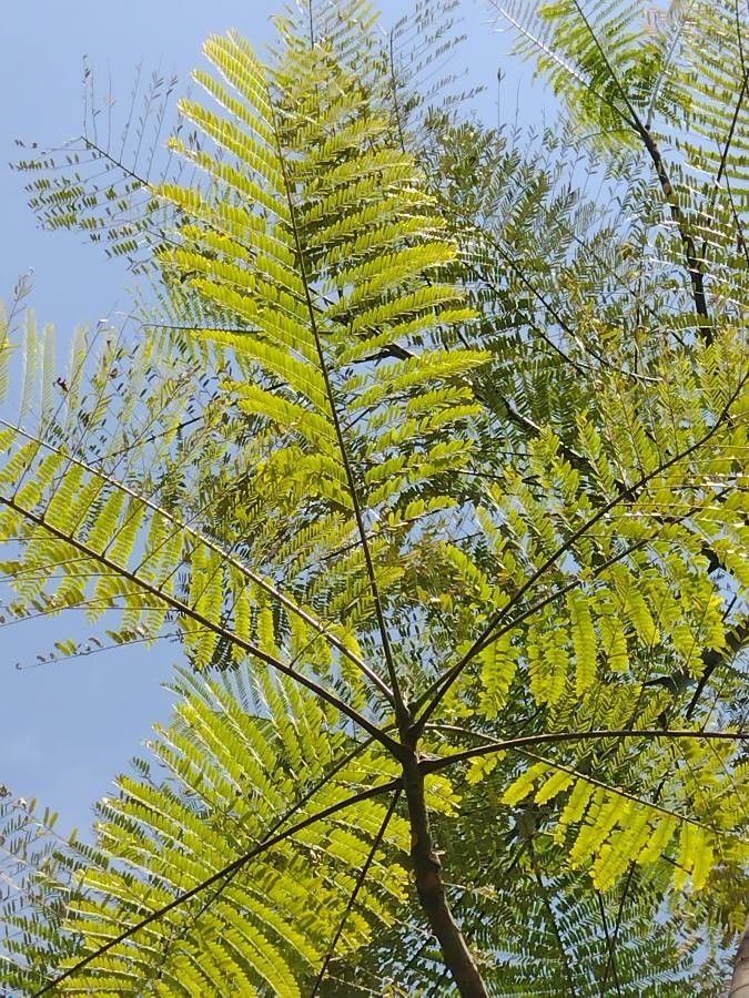 Schizolobium parahyba