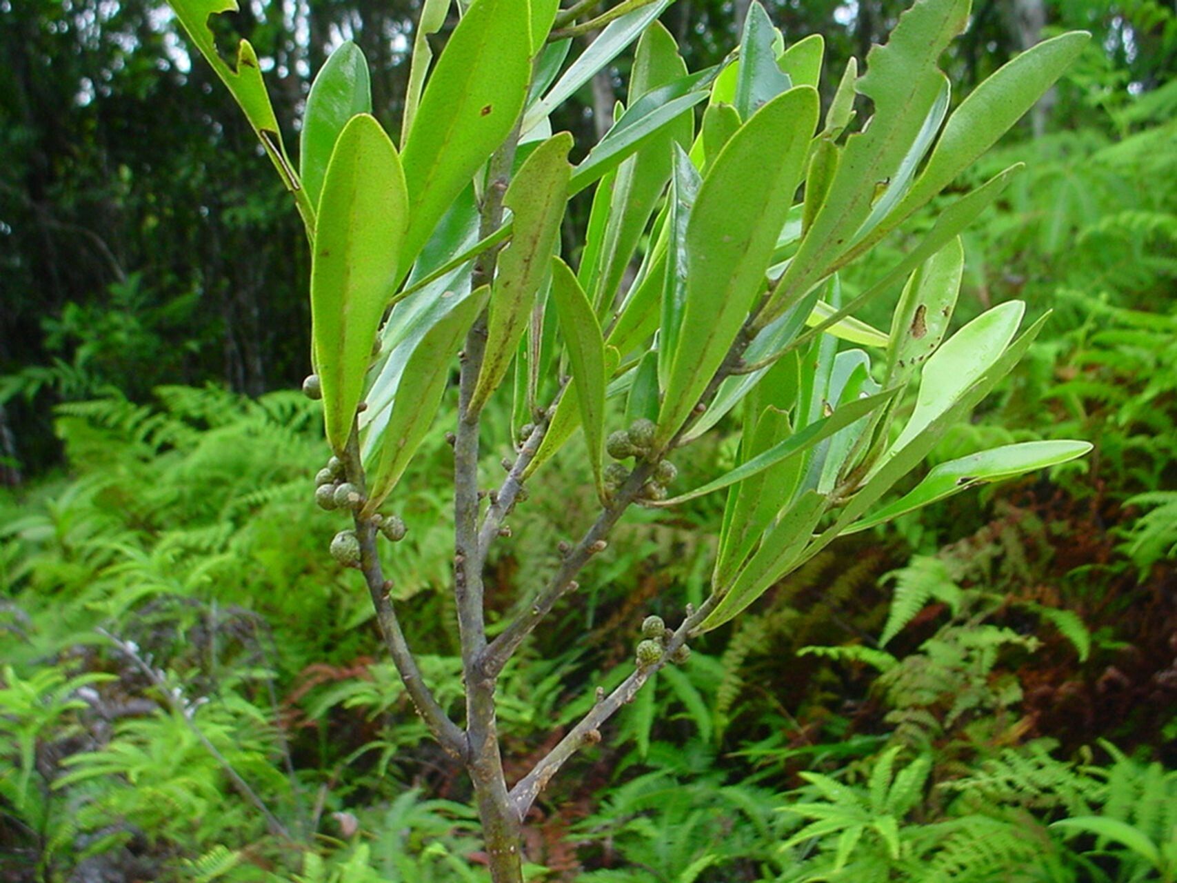 Myrsine asymmetrica habit