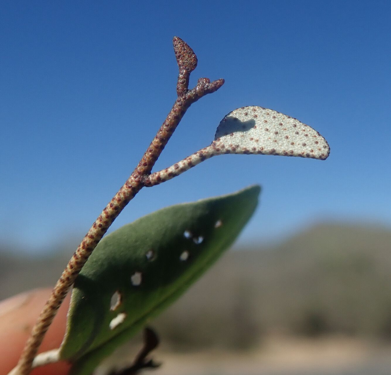Croton miarensis flower
