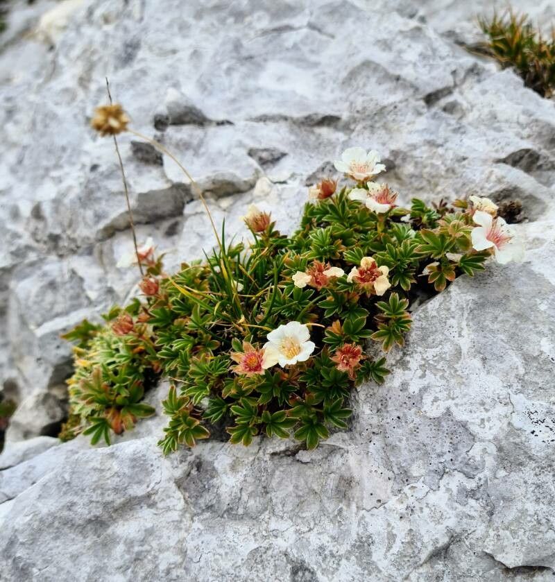 Potentilla clusiana — search result for 'Potentilla'
