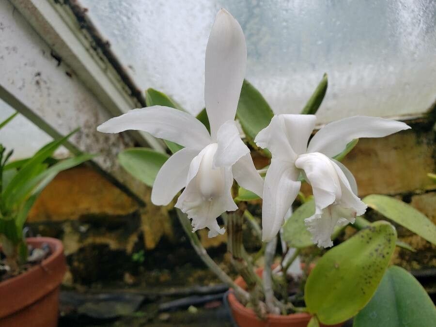 Cattleya intermedia flower