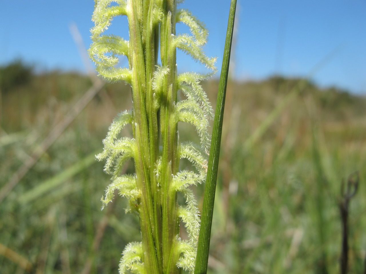 Spartina x townsendii flower