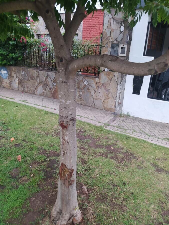 Rhus succedanea bark