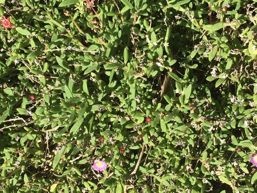 Delosperma lavisiae — search result for 'Aizoaceae'