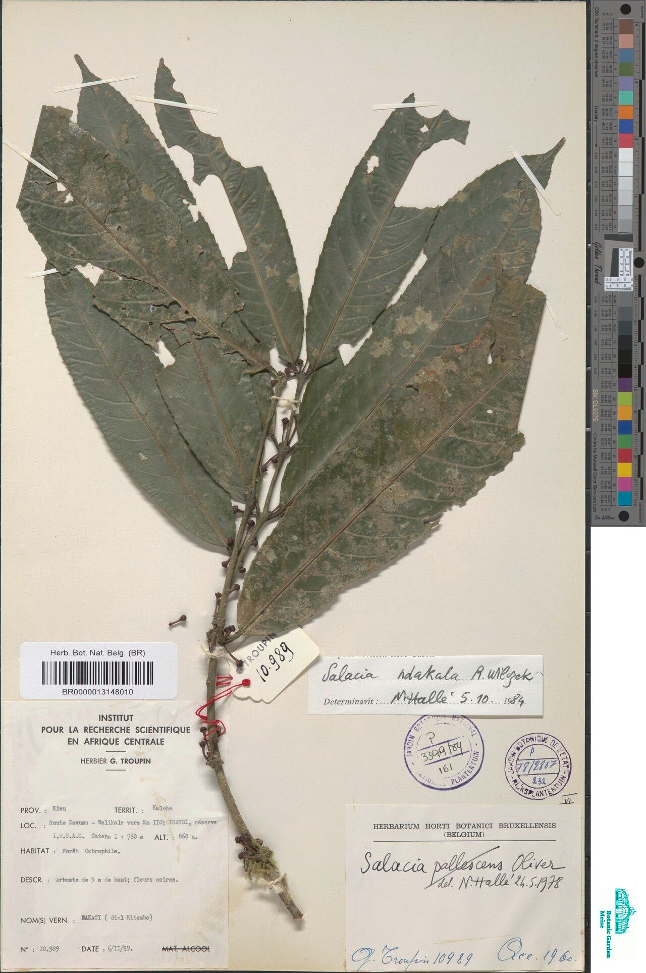 Salacia ndakala — houseplant care guide