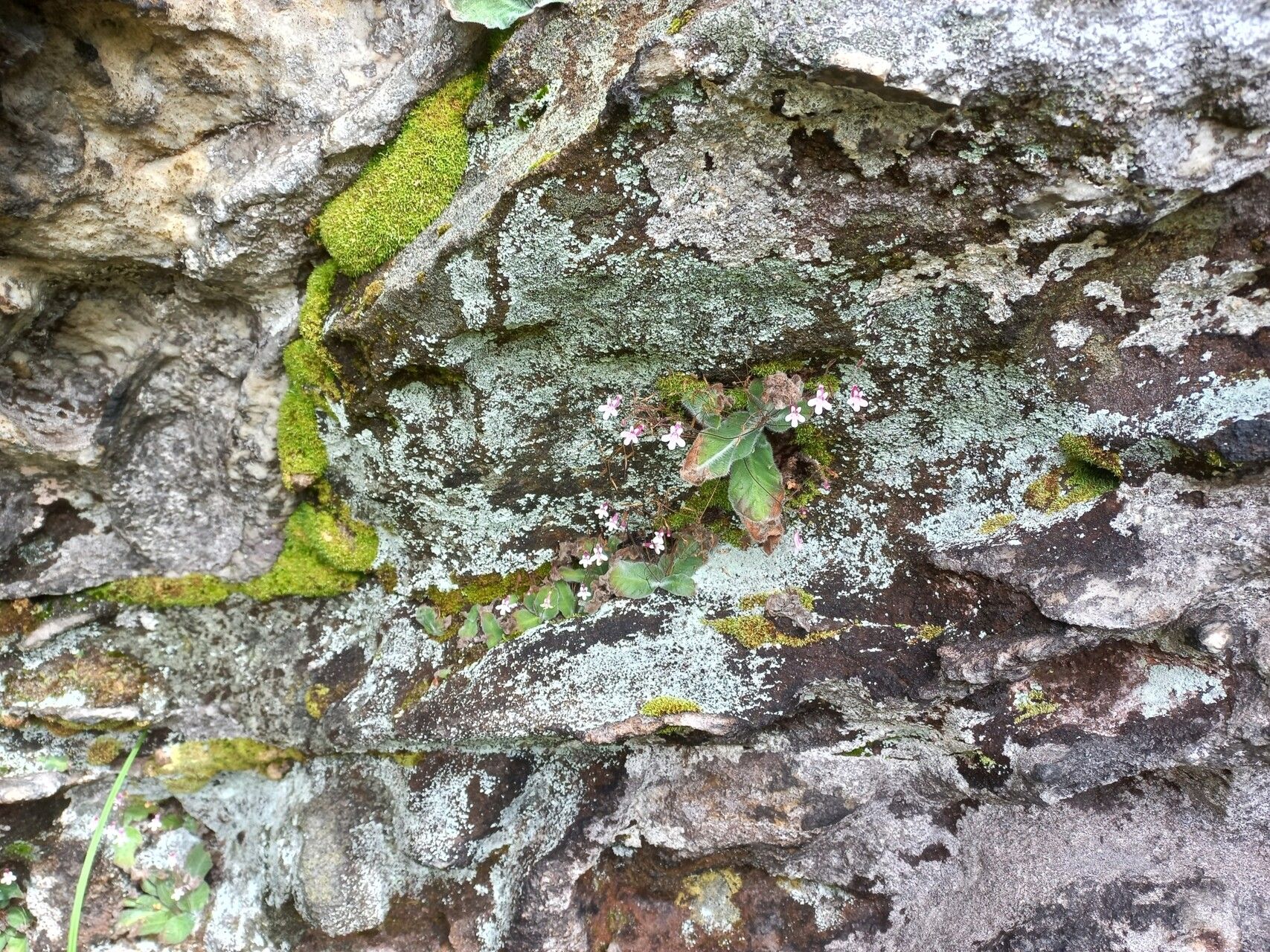 Streptocarpus rhodesianus flower