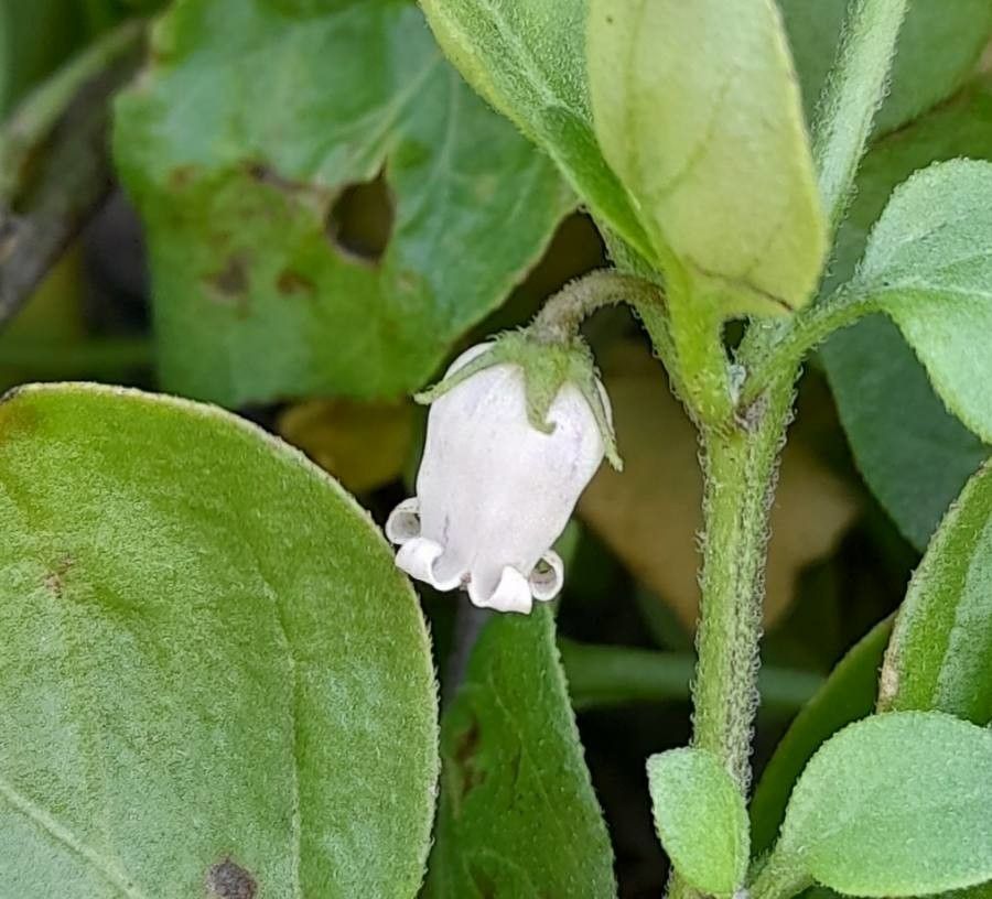 Salpichroa origanifolia flower