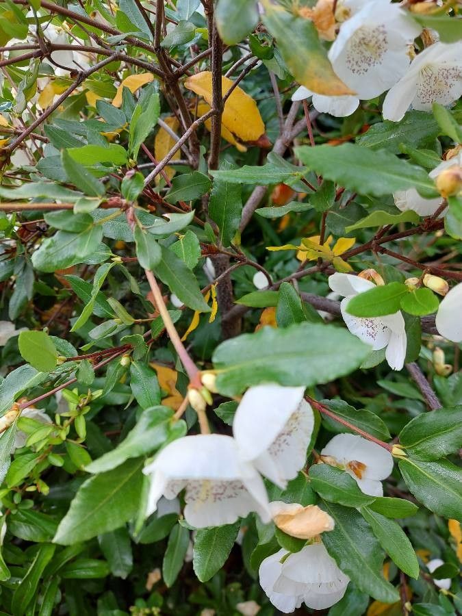 Eucryphia cordifolia leaf