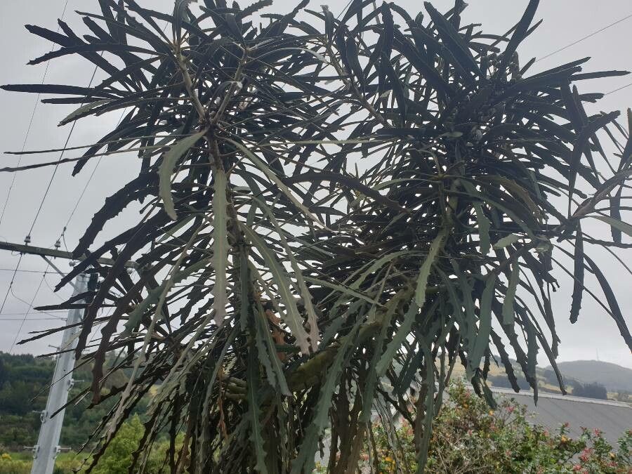 Pseudopanax ferox leaf