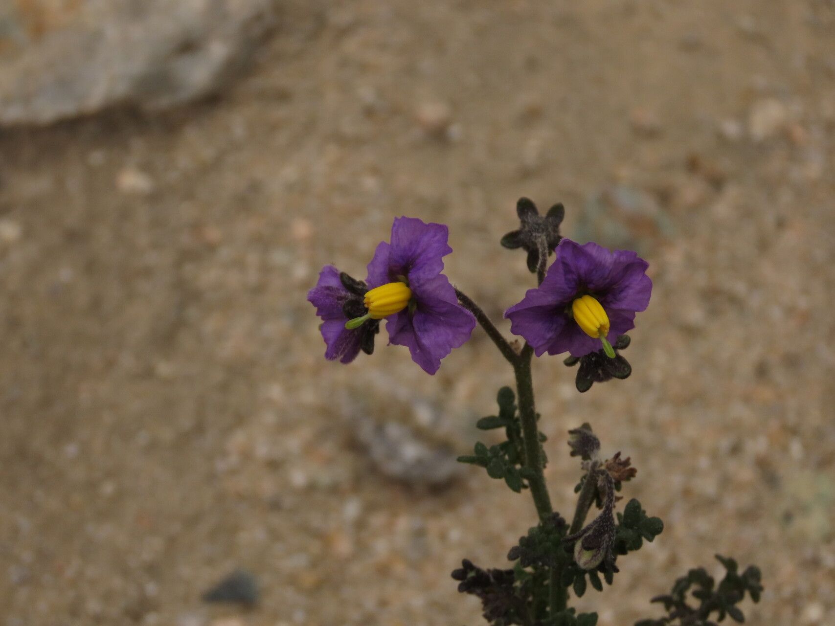 Solanum remyanum flower