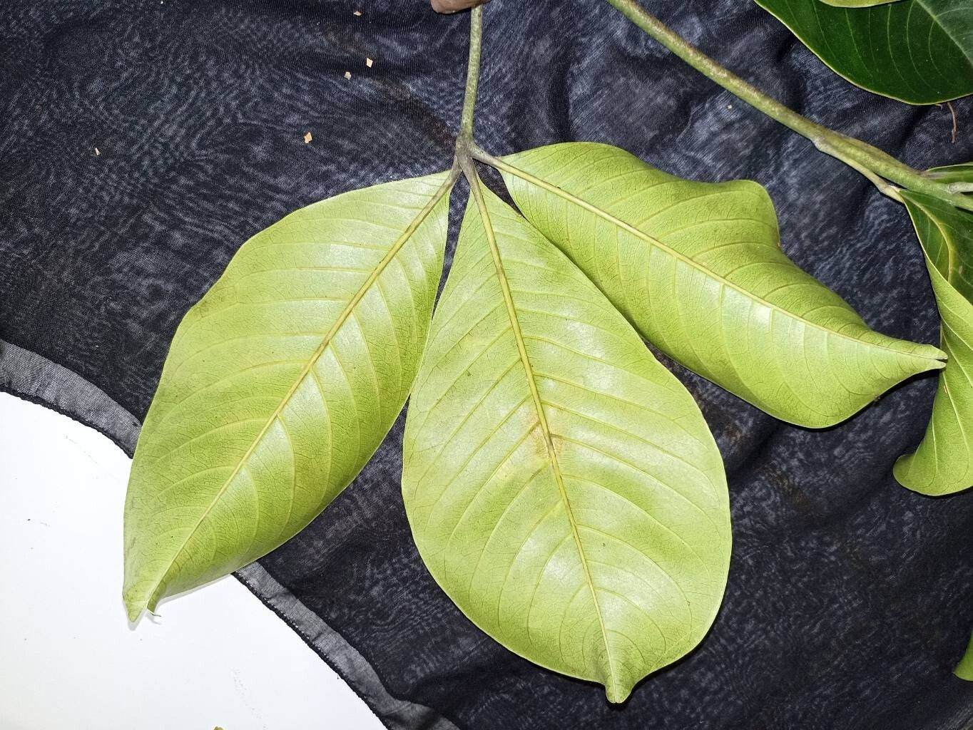 Melicope accedens leaf
