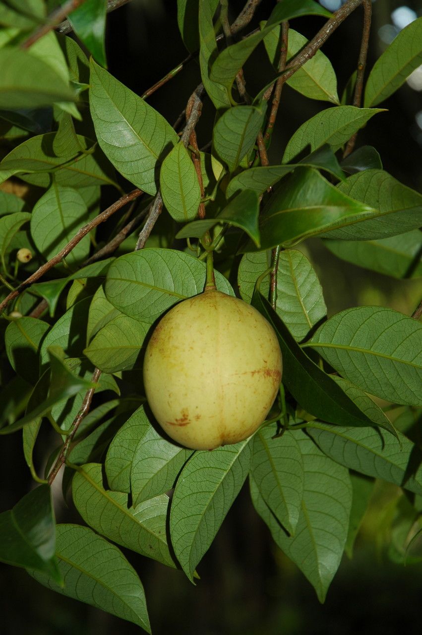 Myristica fragrans fruit