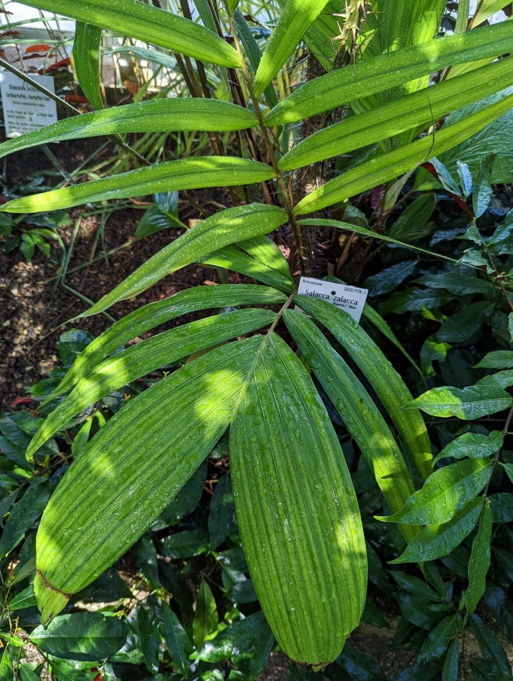 Salacca zalacca — search result for 'Arecaceae'