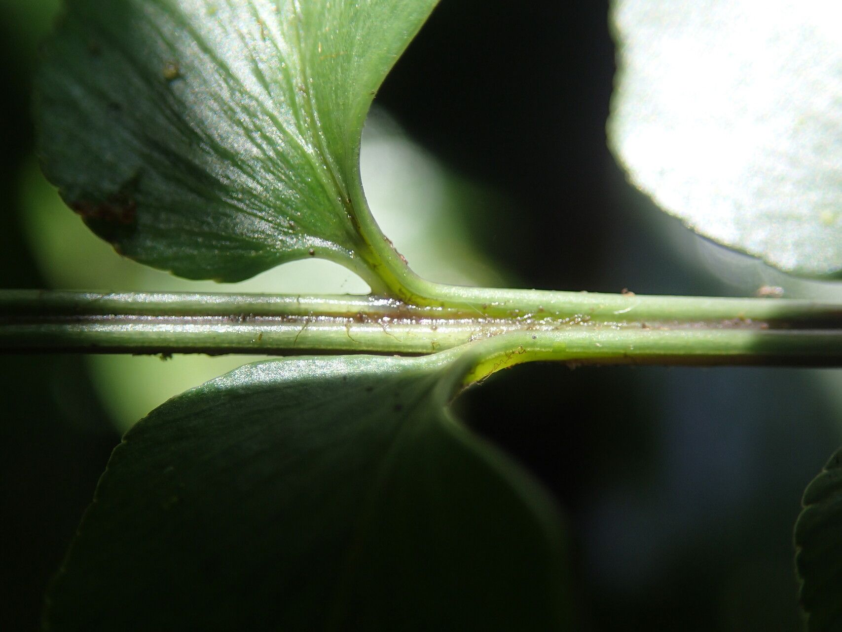 Asplenium cancellatum other