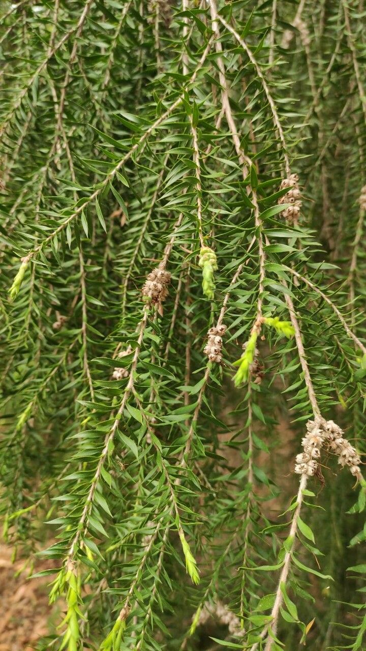 Melaleuca decora — search result for 'Melaleuca'