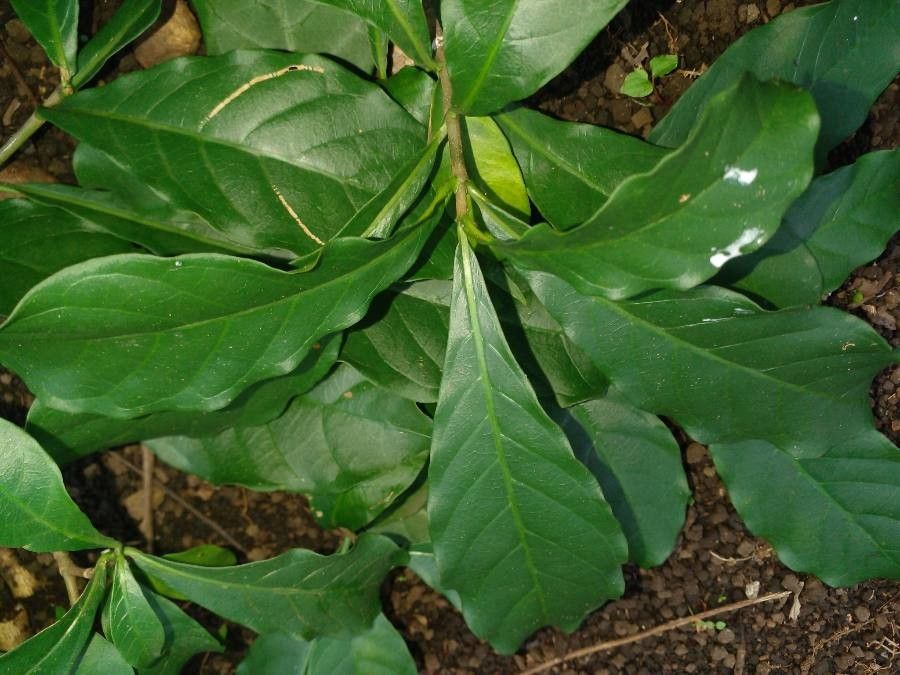 Tabernaemontana donnell-smithii — search result for 'Guatemala'