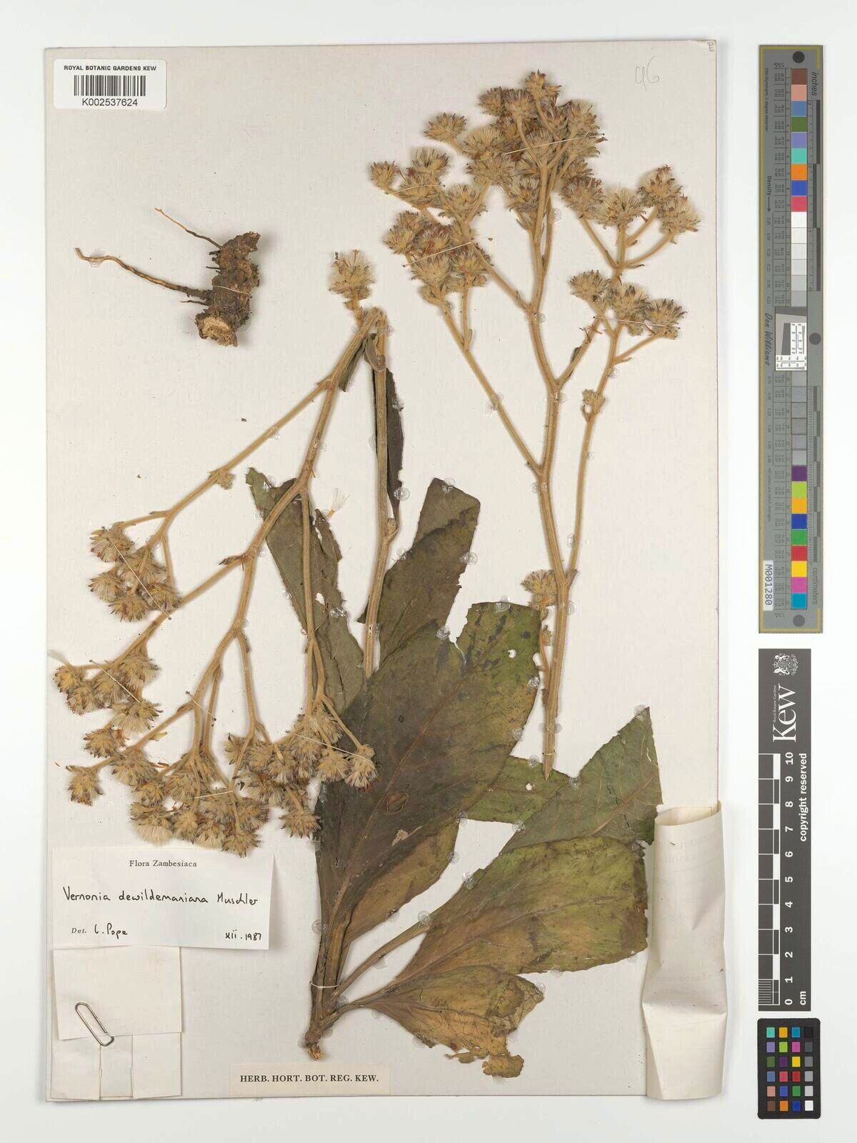 Vernonia dewildemaniana — houseplant care guide