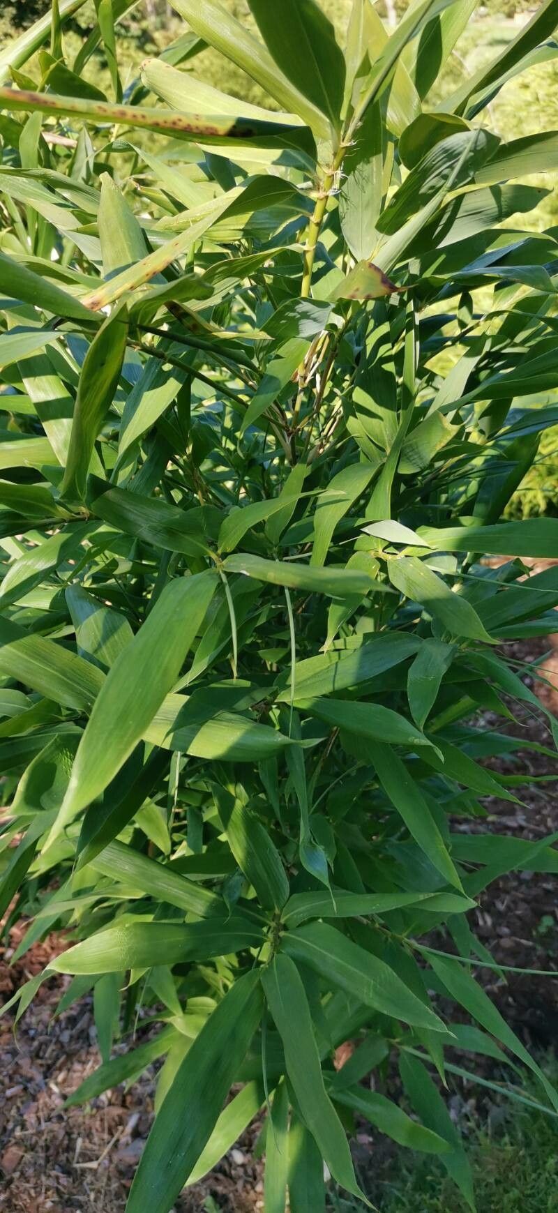 Sinobambusa tootsik — search result for 'Bamboo'