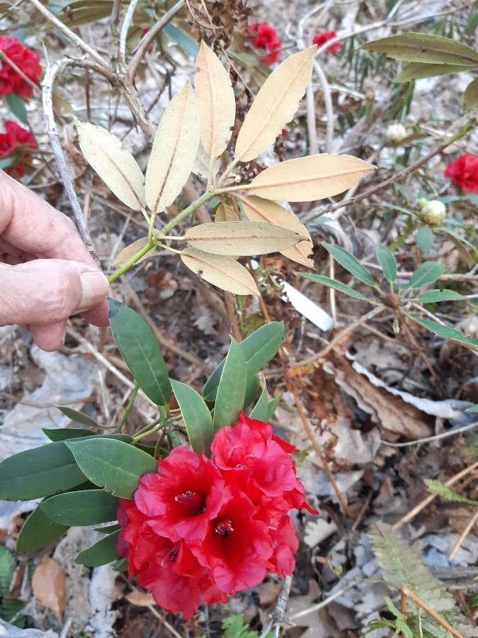 Rhododendron ochraceum leaf