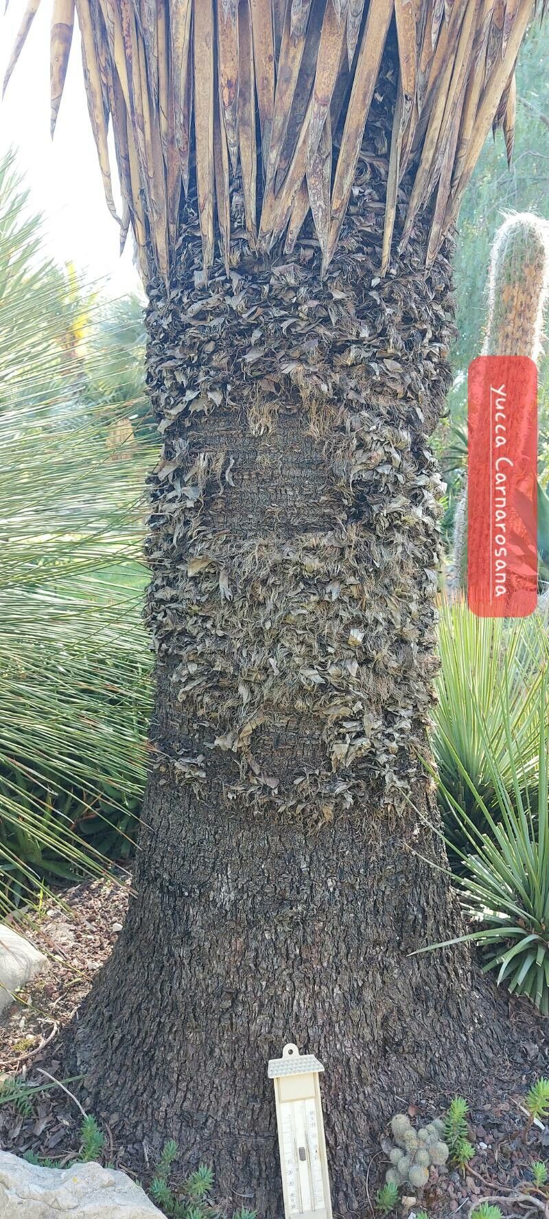 Yucca carnerosana bark