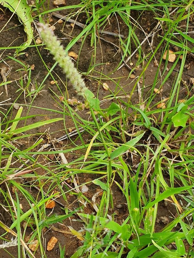 Tragus berteronianus — houseplant care guide