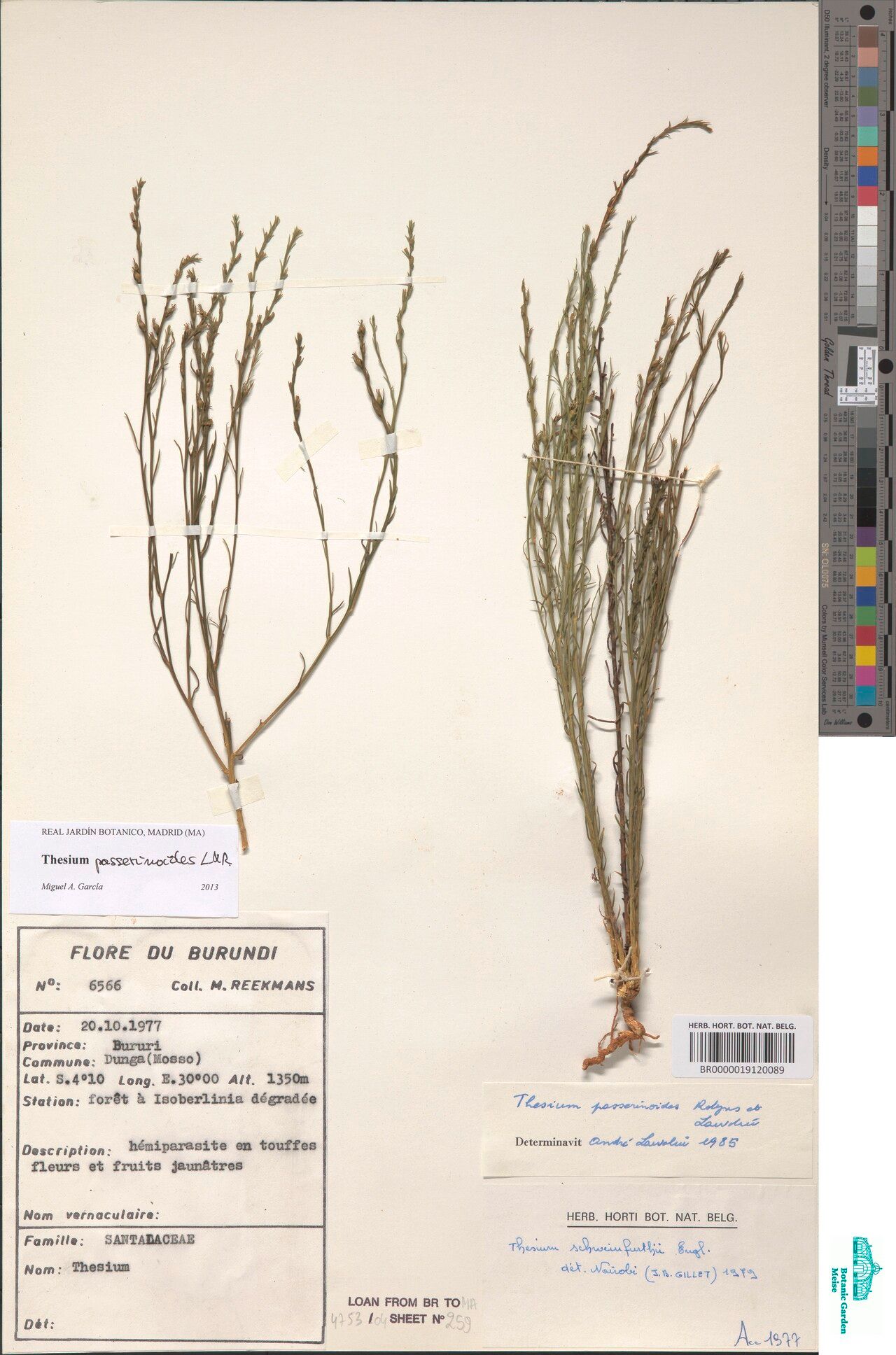 Thesium ussanguense — search result for 'Thesium'