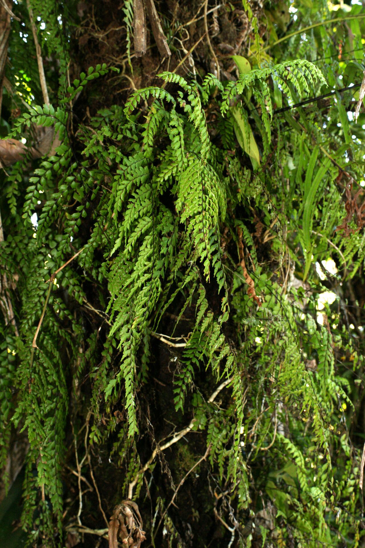 Lindsaea coursii — related species from the same genus